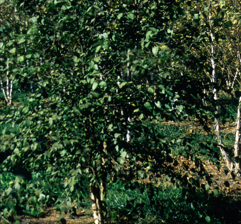 Do Birch Trees Grow In Clumps at Jerry Geno blog